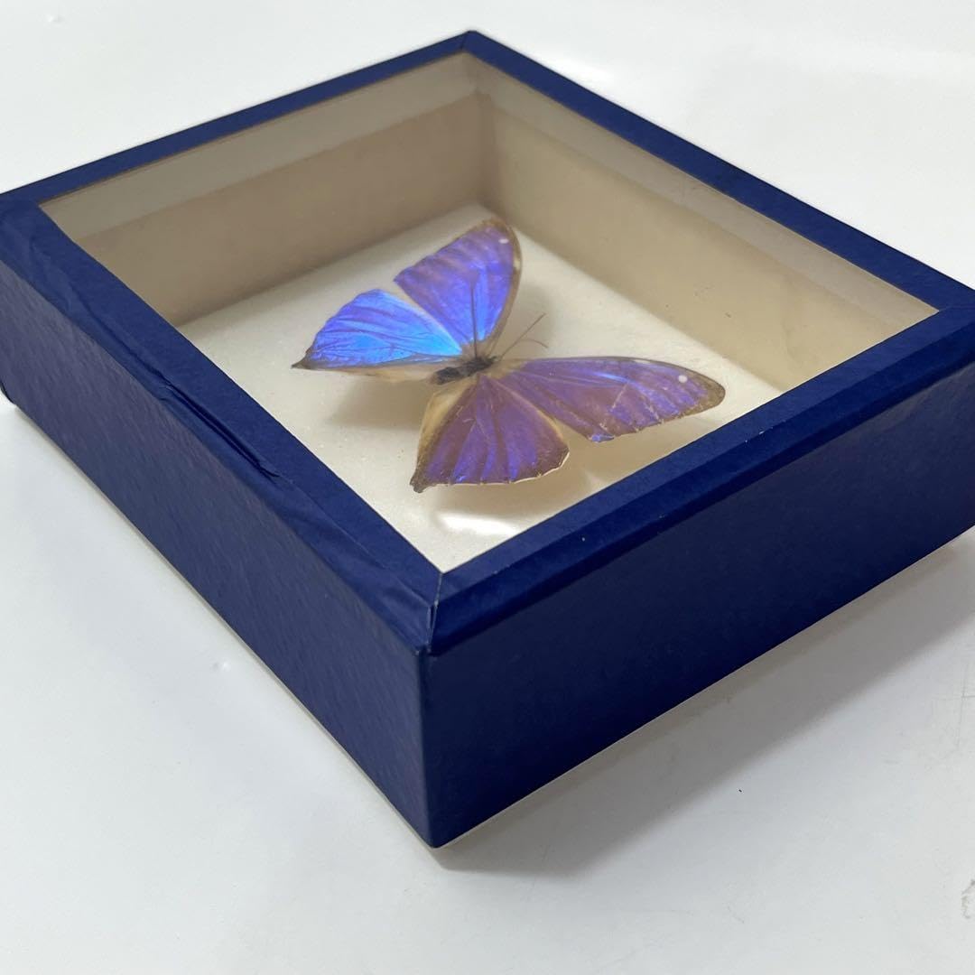 ベルサンタ　蝶標本 Amazon.co.jp: お5 モルフォ蝶 標本 エガーモルフォ ブラジル